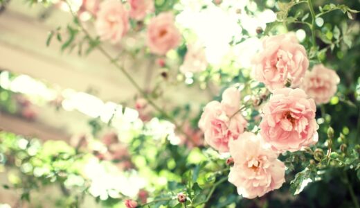 大人世代におすすめコスメブランド！40代、50代、プリオールとインテグレートグレイシィどっちがいい？